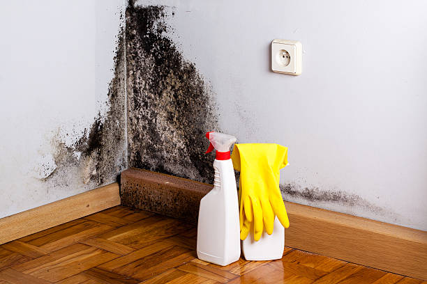 Best Emergency Mold Remediation  in Pratt, KS